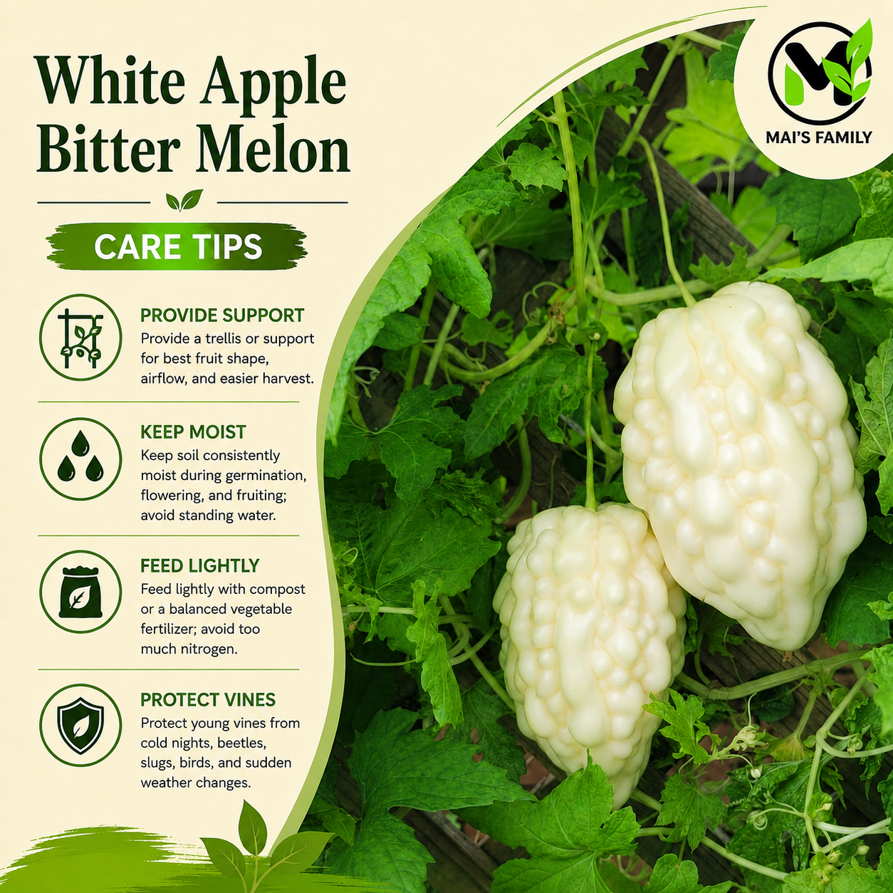 White Apple Bitter Melon Seeds (Momordica charantia) F1 HYBRID