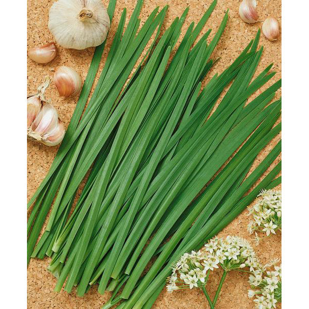 Garlic Chives Seeds | NON-GMO | Heirloom