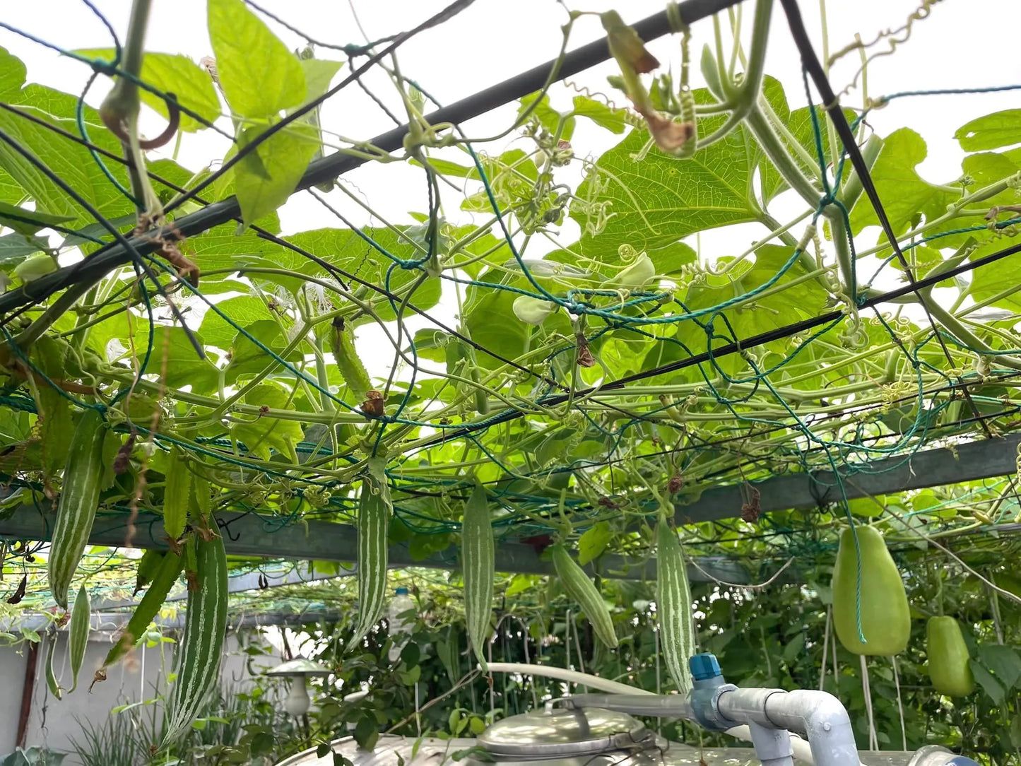 Snake Gourd Seeds (Lặc Lày) – Edible Japanese Luffa, Non-GMO Heirloom