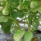 Green Thai Eggplant Seeds