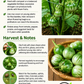 Green Round Eggplant Seeds – Cà Pháo Xanh Heirloom Non-GMO Vietnamese Eggplant