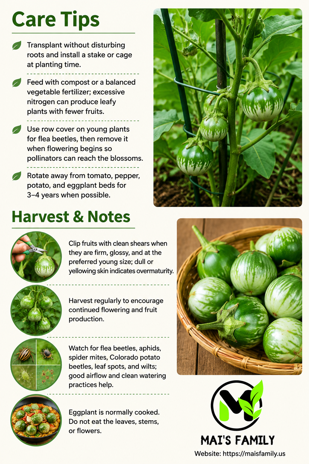 Green Round Eggplant Seeds – Cà Pháo Xanh Heirloom Non-GMO Vietnamese Eggplant