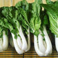 Tall White Pak Choi Seeds | Bok Choy / Pak Choy Cabbage | Heirloom, Non-GMO