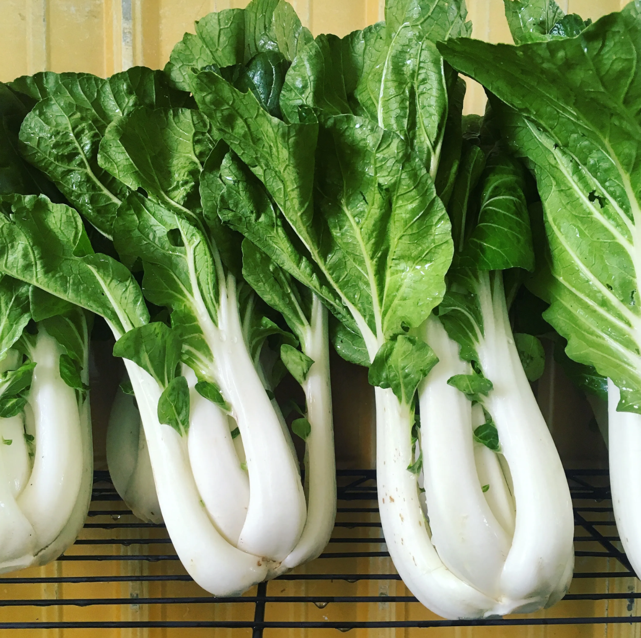 Tall White Pak Choi Seeds | Bok Choy / Pak Choy Cabbage | Heirloom, Non-GMO