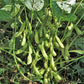 Midori Giant Edamame Soybean Seeds – Heirloom Non-GMO Open-Pollinated Bush Bean