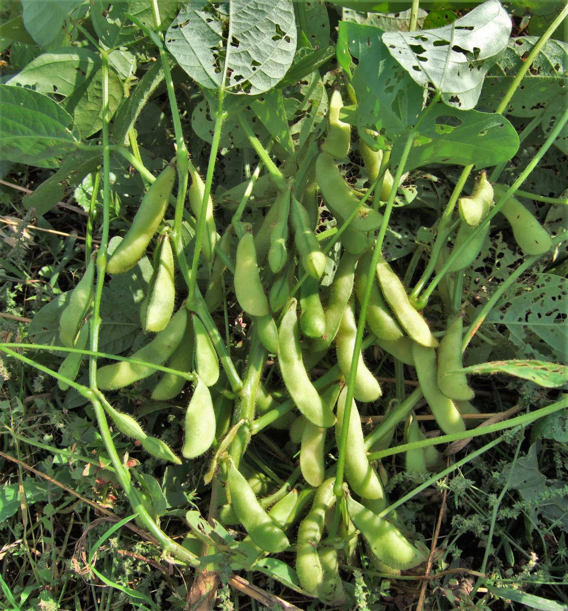 Midori Giant Edamame Soybean Seeds – Heirloom Non-GMO Open-Pollinated Bush Bean