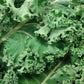 White Russian Kale Seeds – Heirloom Non-GMO, Cold Hardy Leafy Green for Garden