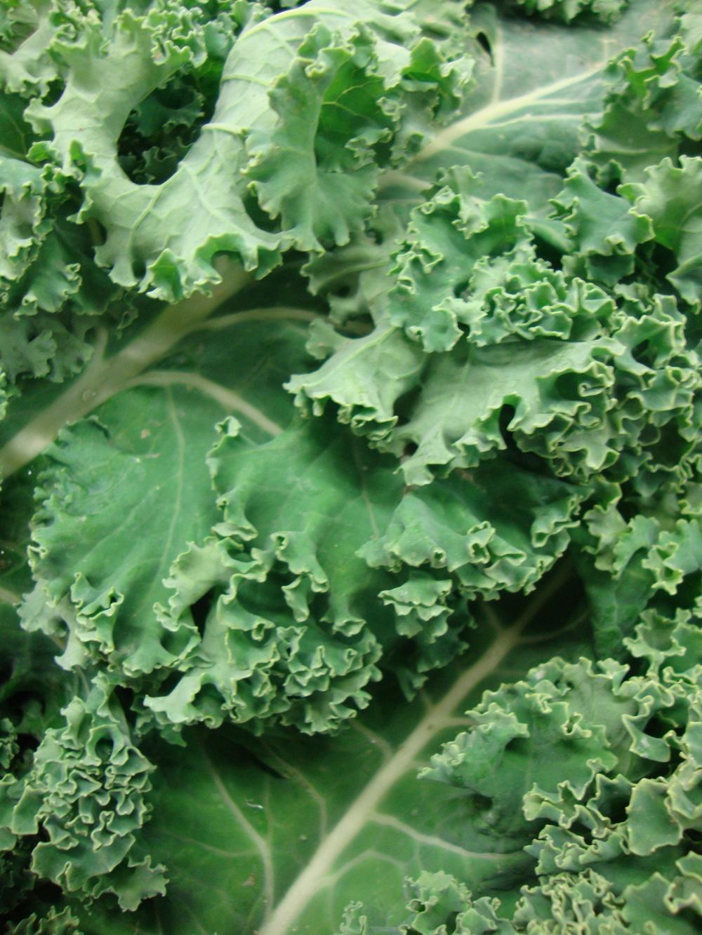 White Russian Kale Seeds – Heirloom Non-GMO, Cold Hardy Leafy Green for Garden