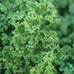 Kale Seeds - Vates Blue Scotch Curled - Non-GMO Heirloom