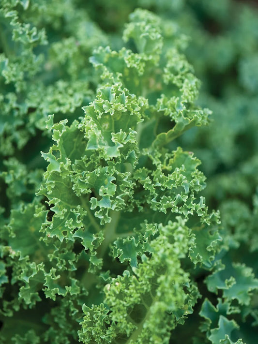 Kale Seeds - Vates Blue Scotch Curled - Non-GMO Heirloom