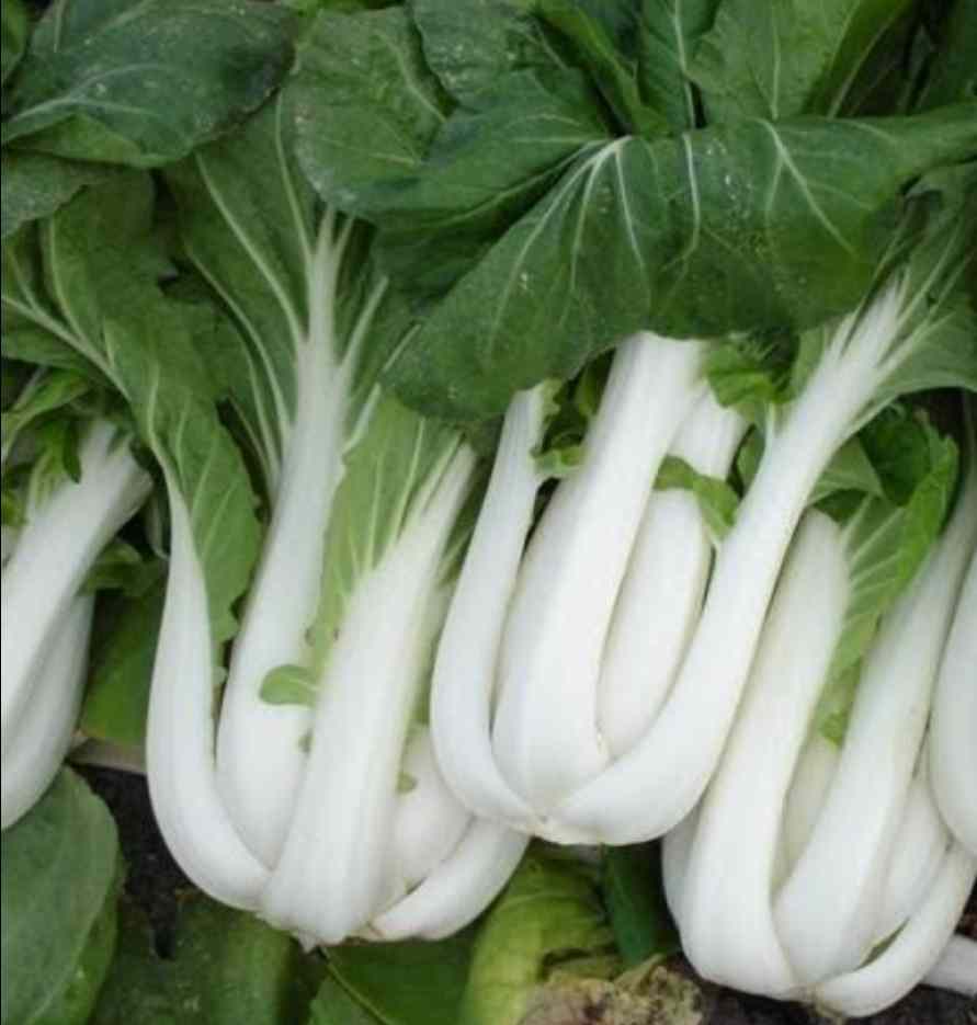 Tall White Pak Choi Seeds | Bok Choy / Pak Choy Cabbage | Heirloom, Non-GMO
