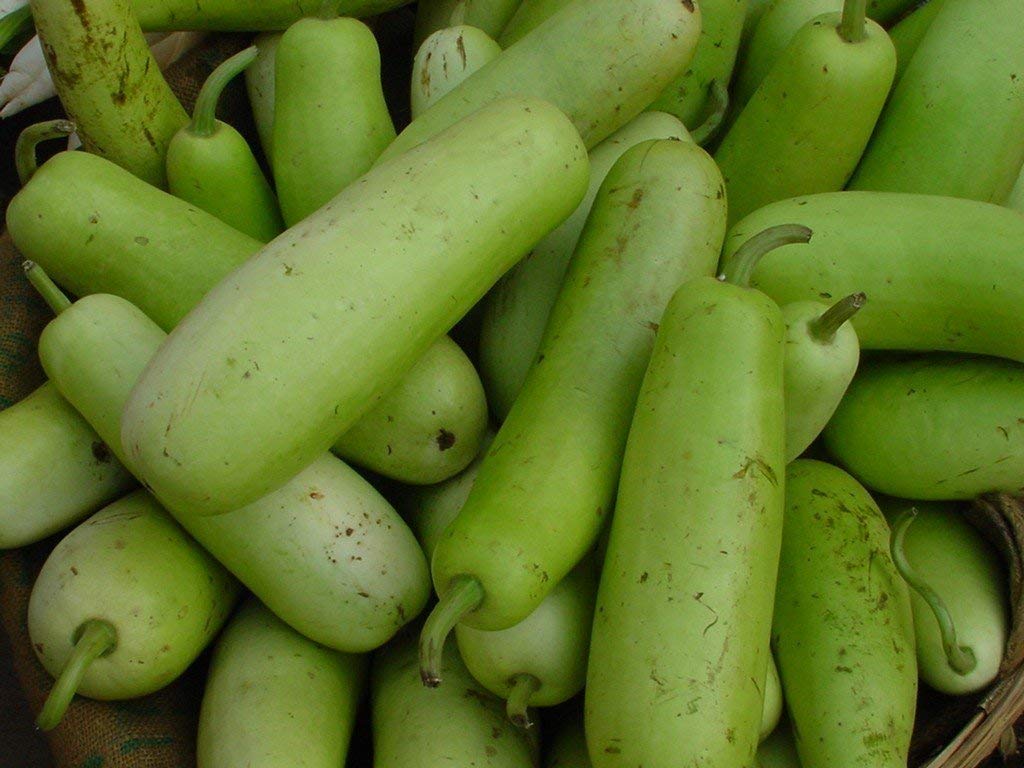 Long Bottle Gourd Seeds | Calabash Gourd, F1 | NON-GMO