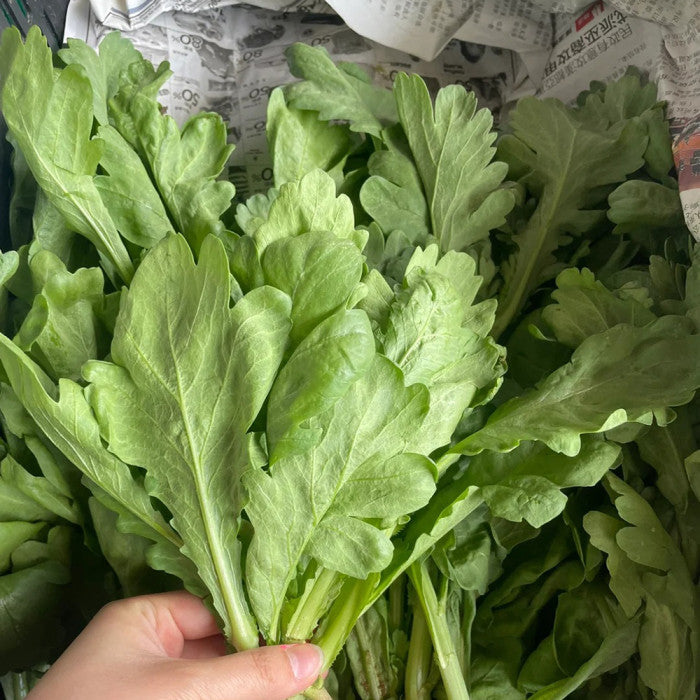 Broad Leaf Edible Chrysanthemum Seeds – Heirloom Non-GMO Tần Ô Lá Bự