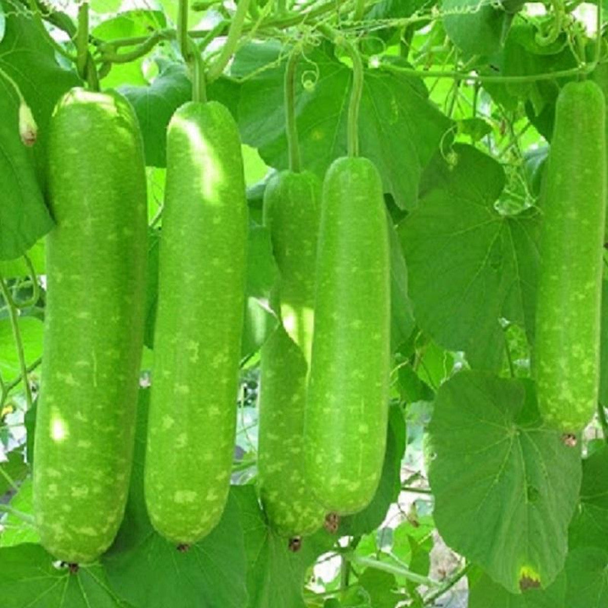 Long Bottle Gourd Stars Seeds F1 - Viet Nam- Bầu sao lai F1- Non-GMO