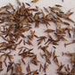 West Indian Lemongrass Seeds | Natural Mosquito Repellent | Fresh Non-GMO