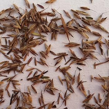 mosquito plant seeds for sale 400 West Indian Lemongrass Seeds | Natural Mosquito Repellent