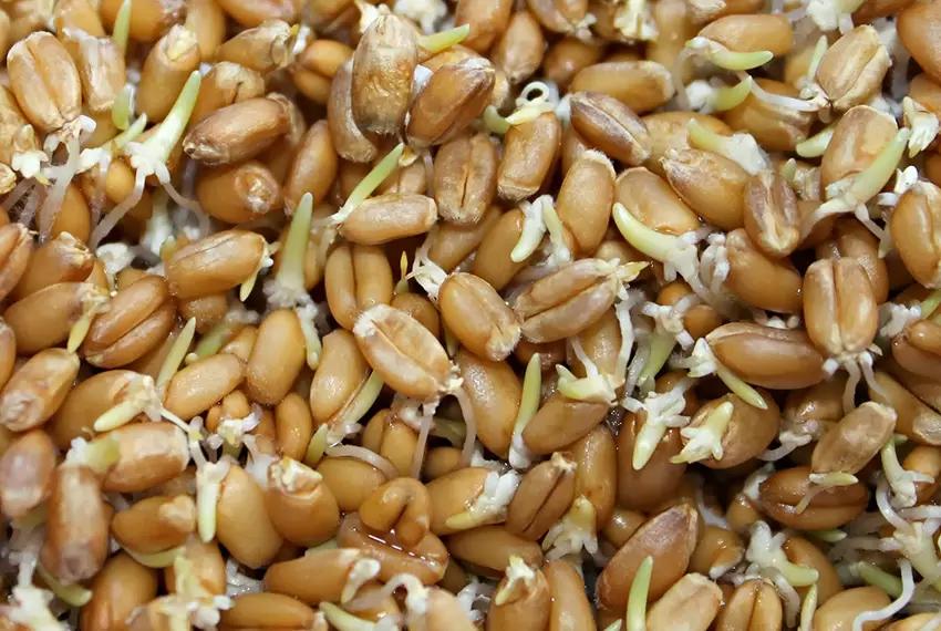 Organic Hard White Wheat Berries Seeds – Mill Direct Grain for Wheatgrass, Sprouting & Home Milling