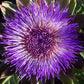 Green Globe Artichoke Seeds – Heirloom Non-GMO Perennial Vegetable Seeds