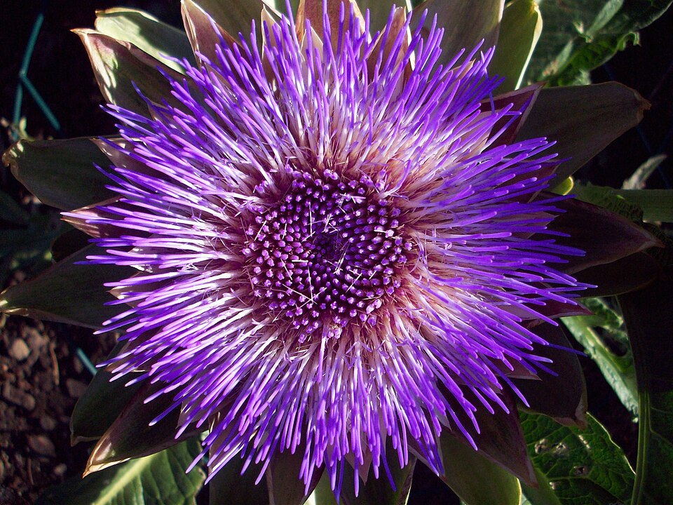 Green Globe Artichoke Seeds – Heirloom Non-GMO Perennial Vegetable Seeds