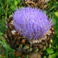 Green Globe Artichoke Seeds – Heirloom Non-GMO Perennial Vegetable Seeds