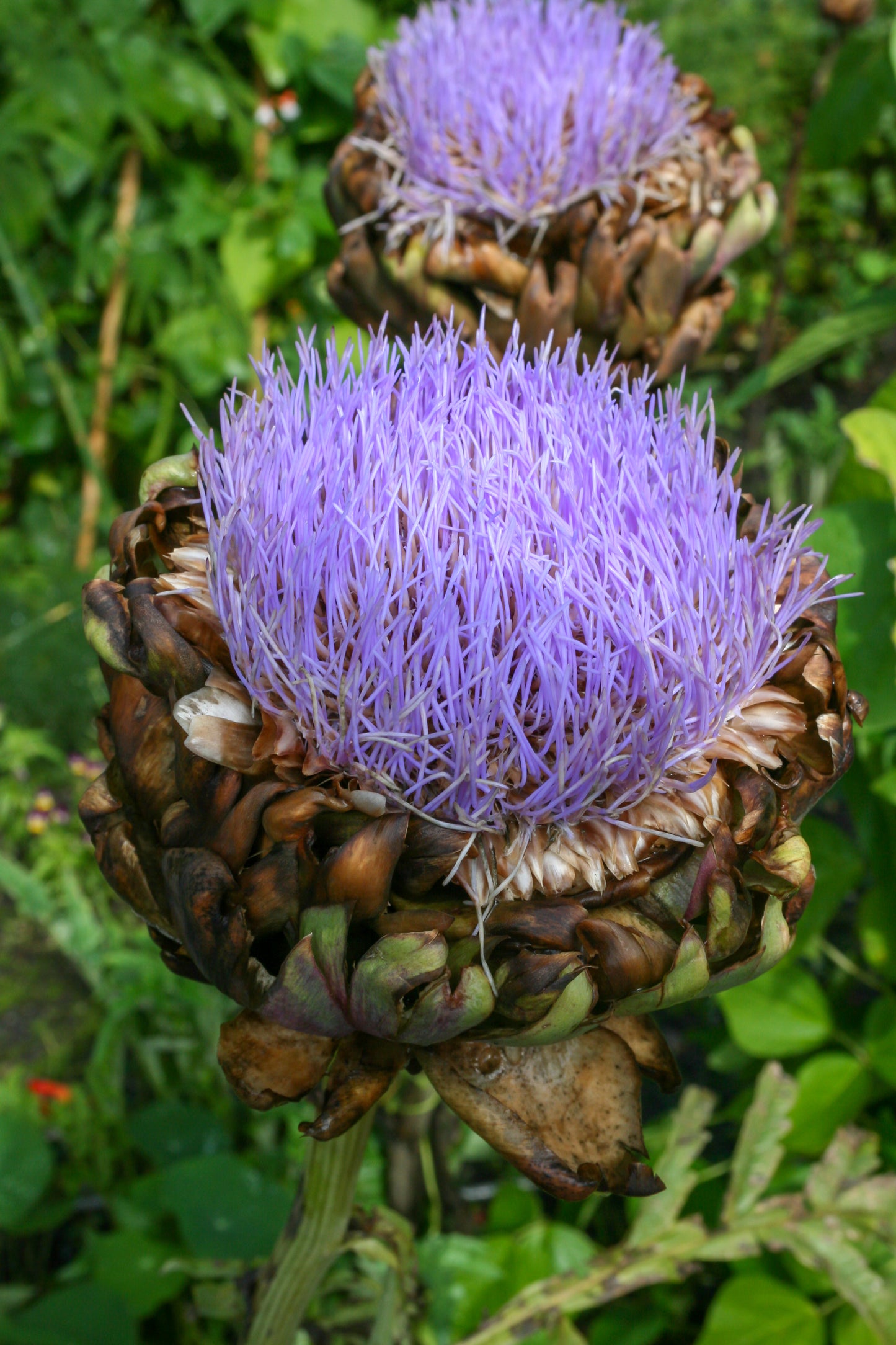 Green Globe Artichoke Seeds – Heirloom Non-GMO Perennial Vegetable Seeds