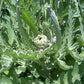 Green Globe Artichoke Seeds – Heirloom Non-GMO Perennial Vegetable Seeds