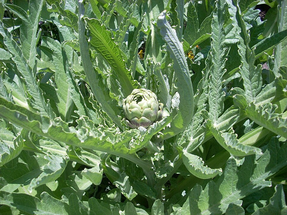 Green Globe Artichoke Seeds – Heirloom Non-GMO Perennial Vegetable Seeds