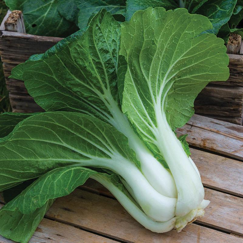 Dwarf White Pak Choy Seeds | Baby Bok Choy | Heirloom Non-GMO | Brassica rapa
