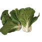 Dwarf White Pak Choy Seeds | Baby Bok Choy | Heirloom Non-GMO | Brassica rapa