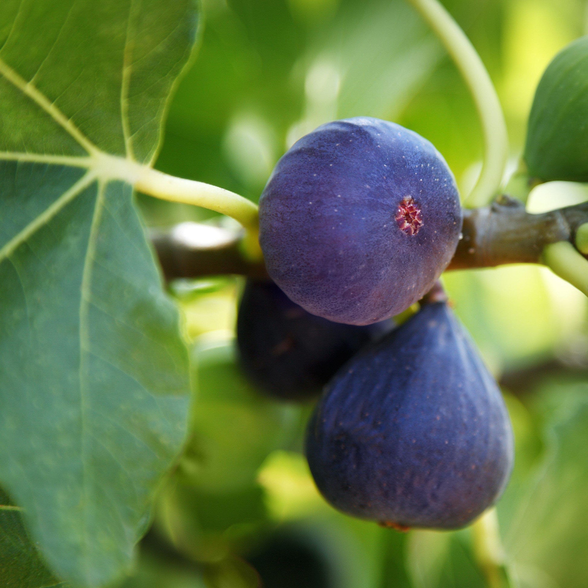 plant fig from seed Fig Tree Seeds