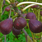 Fig Tree Seeds - Ficus Carica for Sweet Fruit | Fast-Growing Shrub Seeds | US Seller | Easy to Grow, Heirloom Seeds by Mai's Family