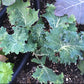 White Russian Kale Seeds – Heirloom Non-GMO, Cold Hardy Leafy Green for Garden