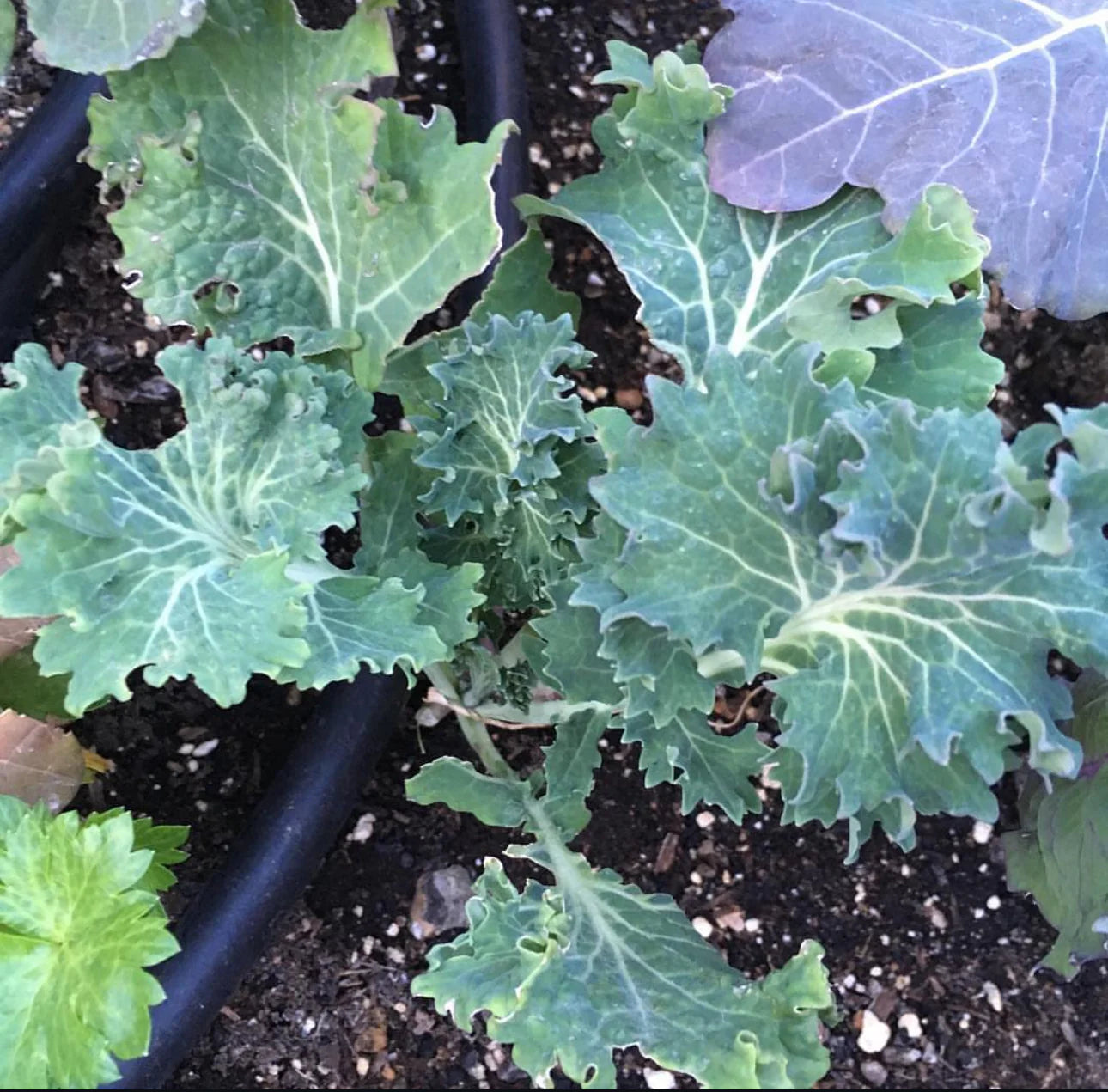 White Russian Kale Seeds – Heirloom Non-GMO, Cold Hardy Leafy Green for Garden