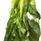 Huge Stem Gai Lan (Chinese Broccoli) – Big Stem Kai Lan | Heirloom Non-GMO Asian Vegetable Seeds