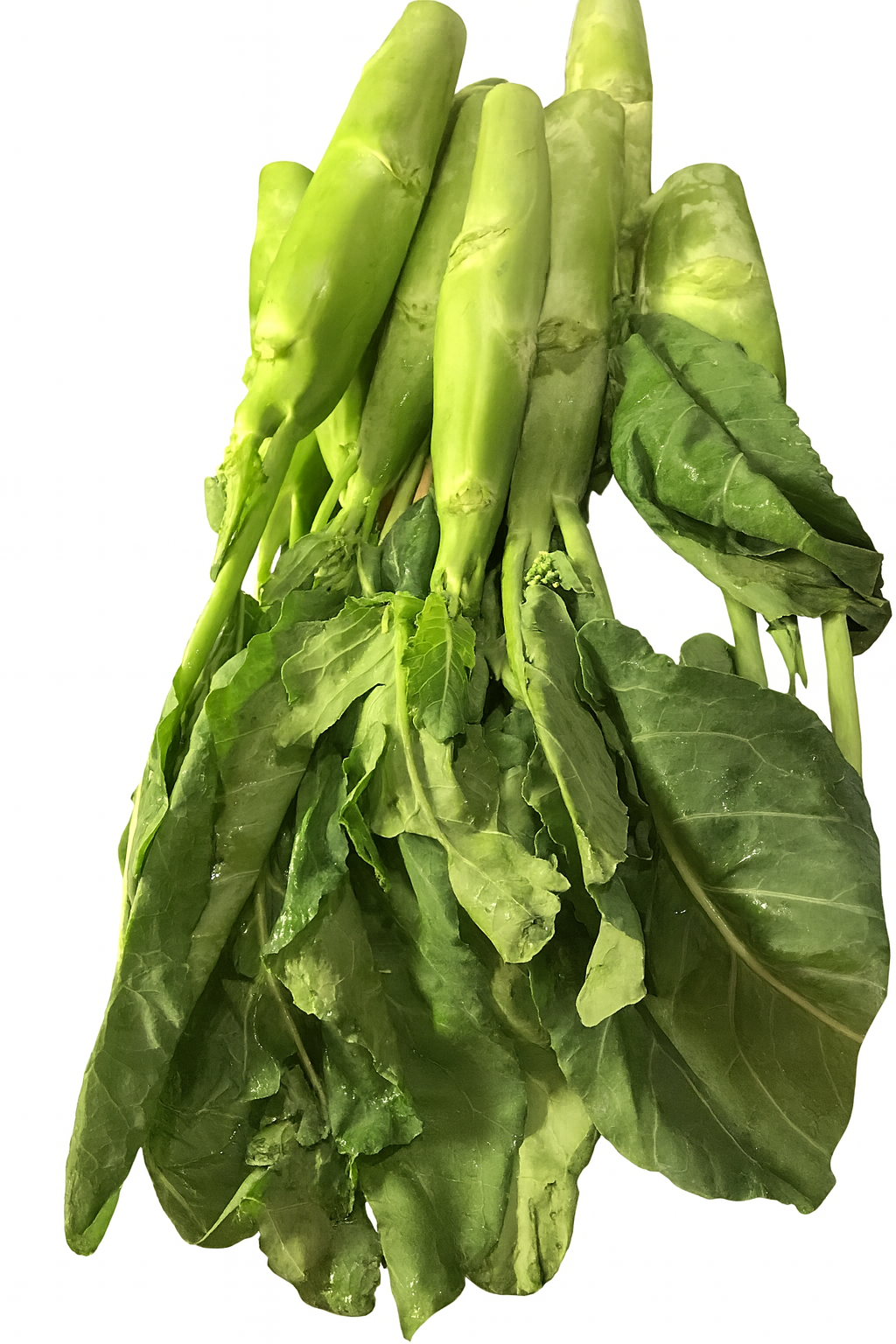 Huge Stem Gai Lan (Chinese Broccoli) – Big Stem Kai Lan | Heirloom Non-GMO Asian Vegetable Seeds