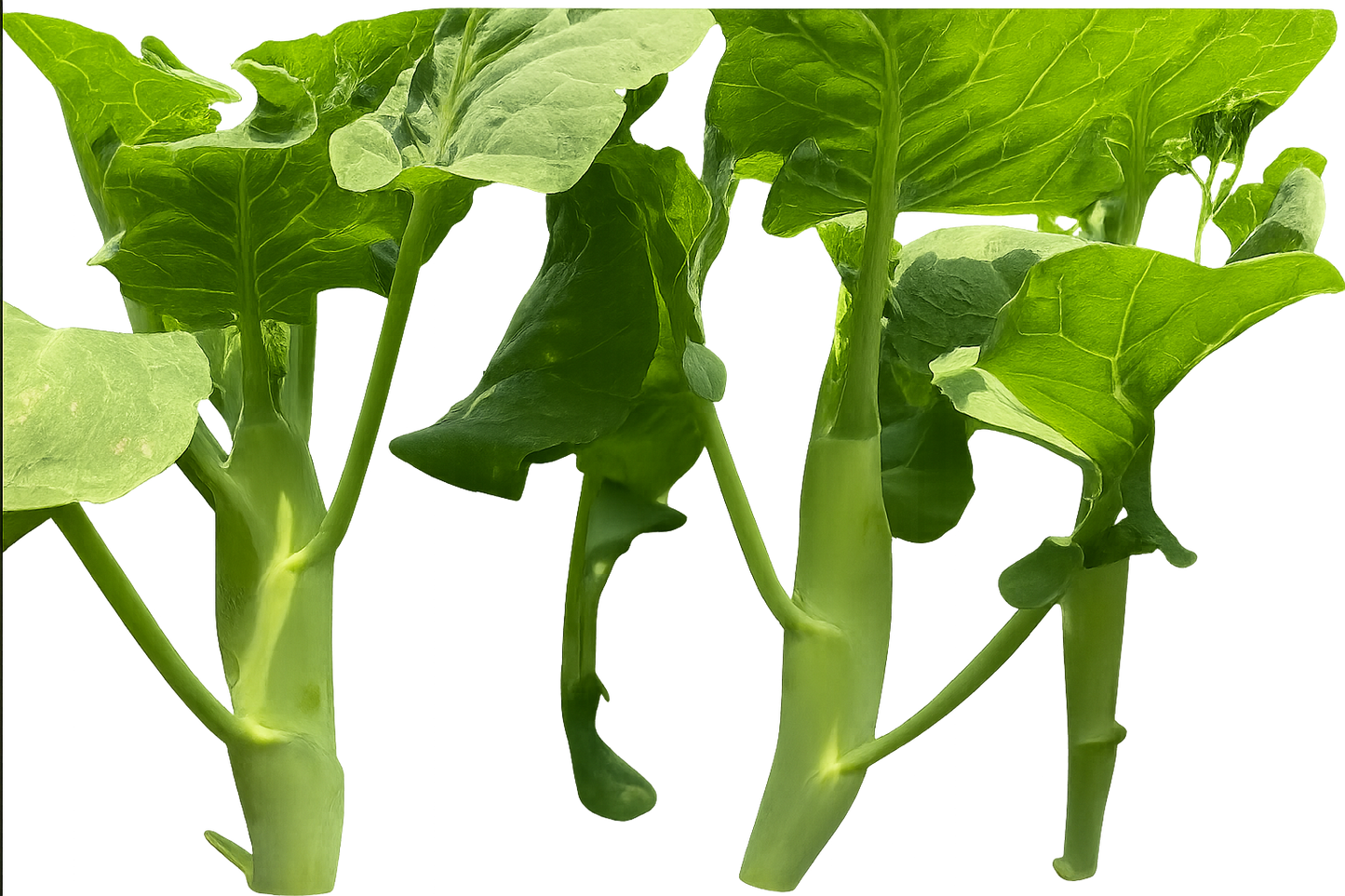 Huge Stem Gai Lan (Chinese Broccoli) – Big Stem Kai Lan | Heirloom Non-GMO Asian Vegetable Seeds