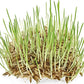 Organic Hard Red Wheatgrass Seeds – Non-GMO Wheat Seeds for Cat Grass, Pet Grass, Sprouting, Microgreens & Juicing