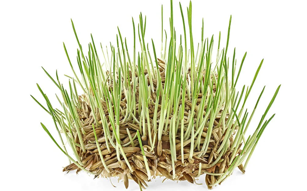 Organic Hard Red Wheatgrass Seeds – Non-GMO Wheat Seeds for Cat Grass, Pet Grass, Sprouting, Microgreens & Juicing