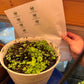 Pennywort Seeds Big Leaf - Gotu Kola Rau Má Lá Bự | Heirloom Non-GMO Perennial Herb