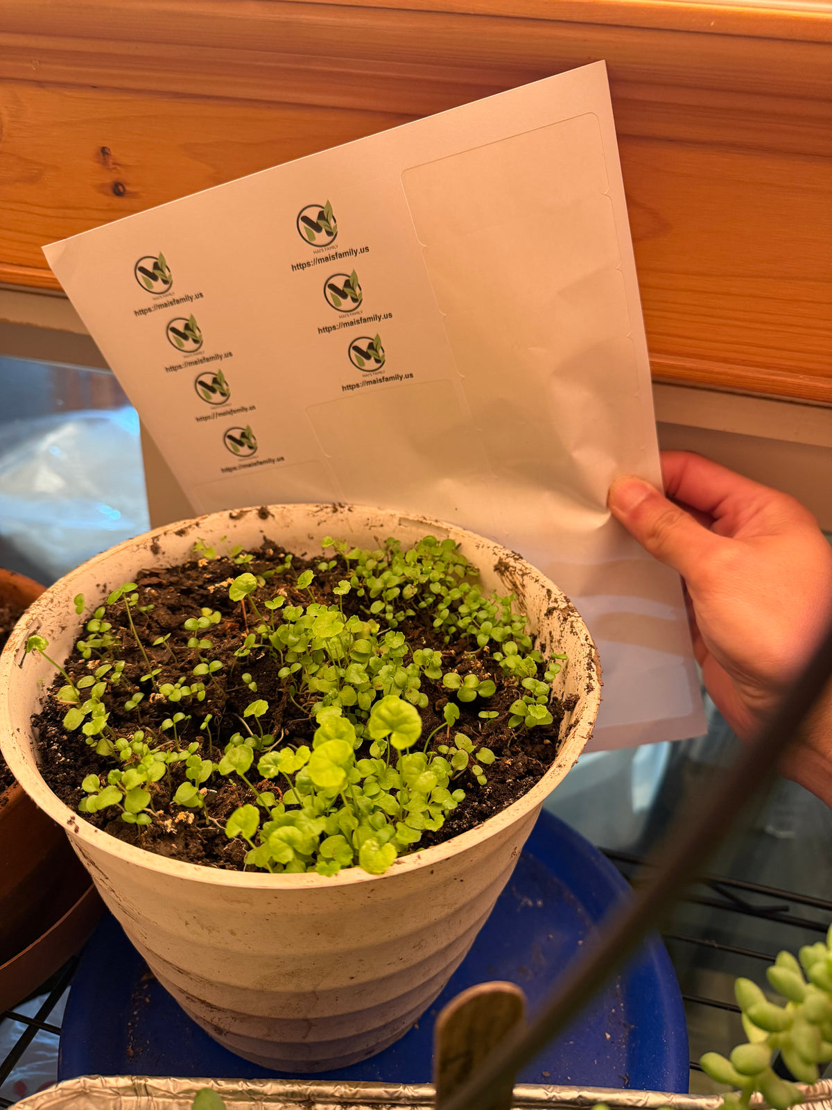 Pennywort Seeds Big Leaf - Gotu Kola Rau Má Lá Bự | Heirloom Non-GMO Perennial Herb