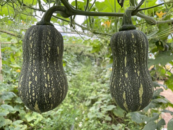 Striped Butternut Squash Seeds,Hạt Giống Bí Hạt Đậu F1 - NON-GMO