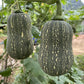 Striped Butternut Squash Seeds,Hạt Giống Bí Hạt Đậu F1 - NON-GMO