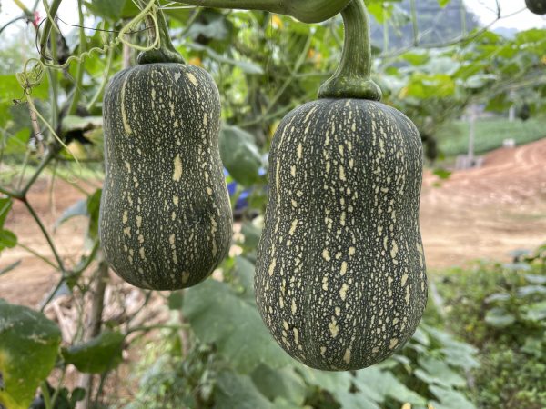 Striped Butternut Squash Seeds,Hạt Giống Bí Hạt Đậu F1 - NON-GMO