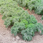 Kale Seeds - Vates Blue Scotch Curled - Non-GMO Heirloom