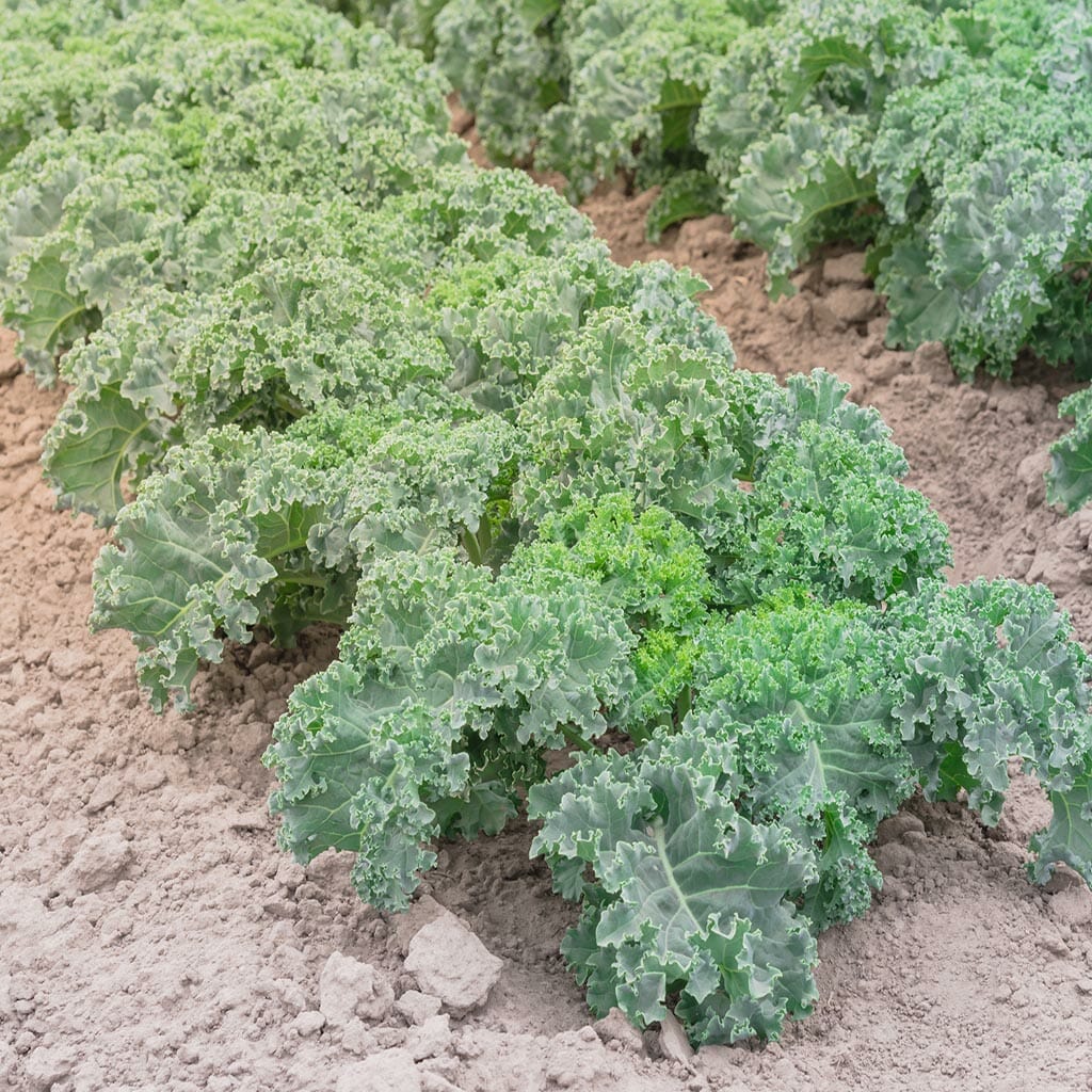 Kale Seeds - Vates Blue Scotch Curled - Non-GMO Heirloom