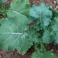 White Russian Kale Seeds – Heirloom Non-GMO, Cold Hardy Leafy Green for Garden