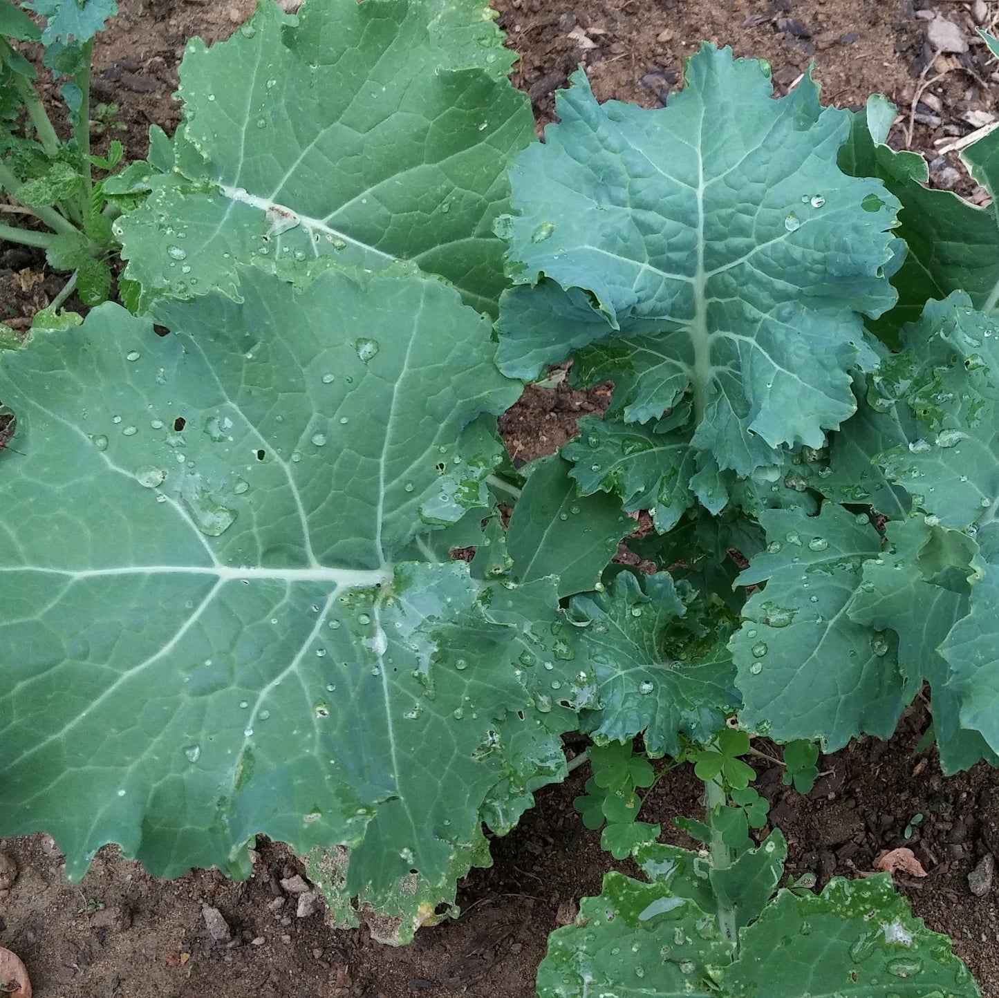 White Russian Kale Seeds – Heirloom Non-GMO, Cold Hardy Leafy Green for Garden