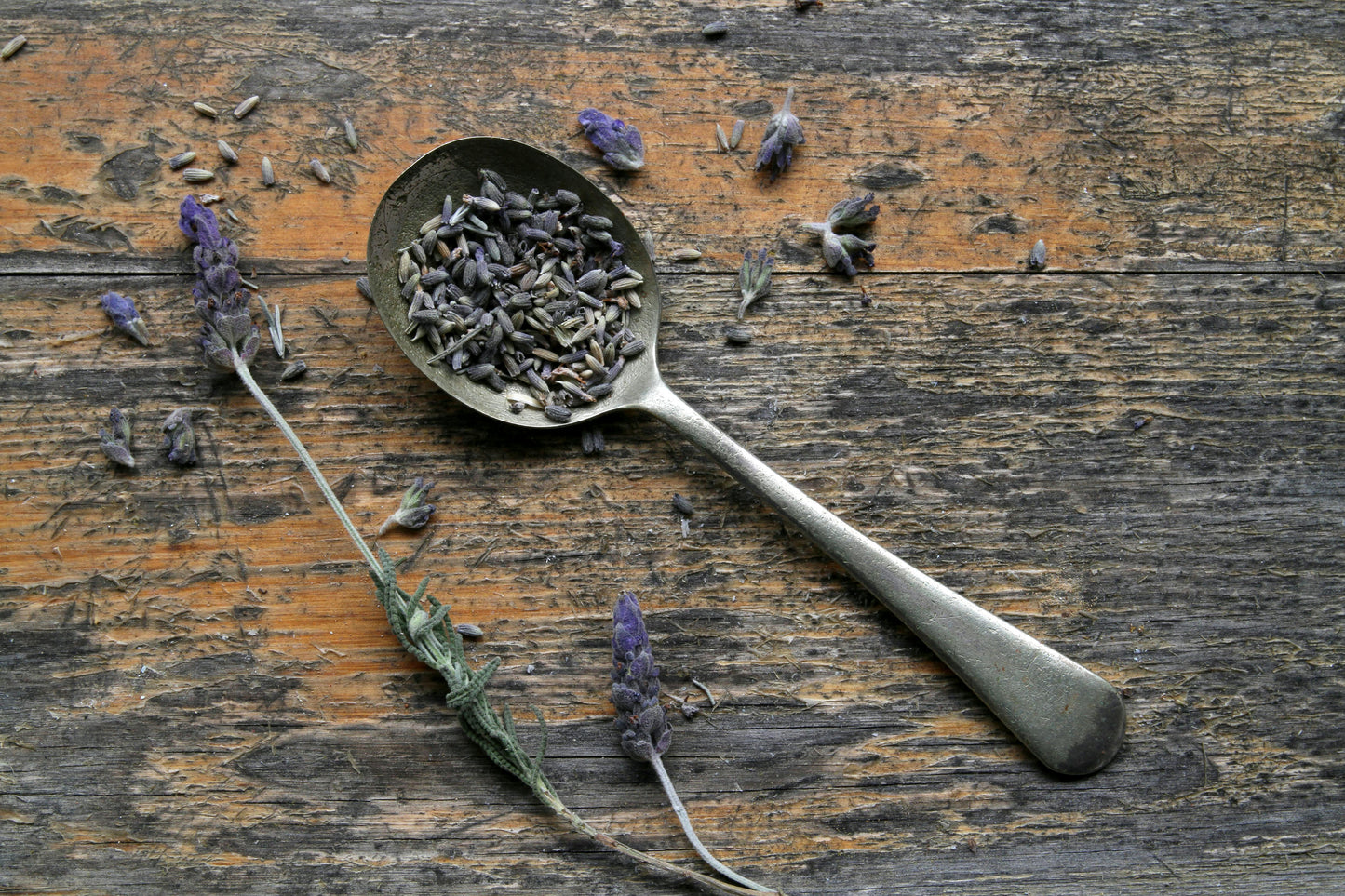 Lavender Seeds – Common English “Vera” | Heirloom Non-GMO | Fragrant Purple Flowers