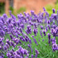 Lavender Seeds – Common English “Vera” | Heirloom Non-GMO | Fragrant Purple Flowers