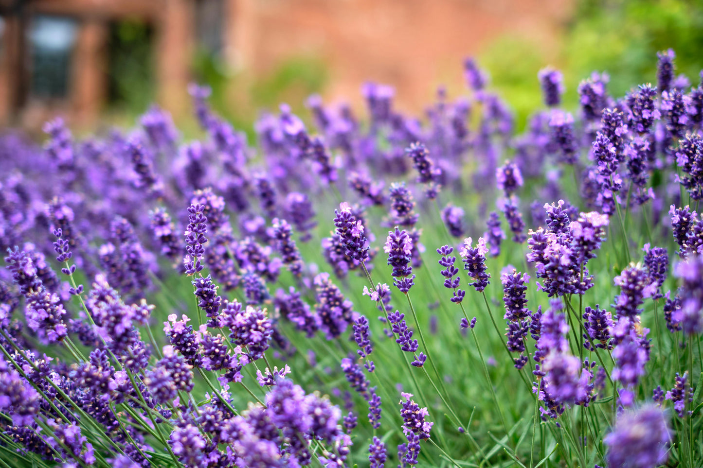 Lavender Seeds – Common English “Vera” | Heirloom Non-GMO | Fragrant Purple Flowers